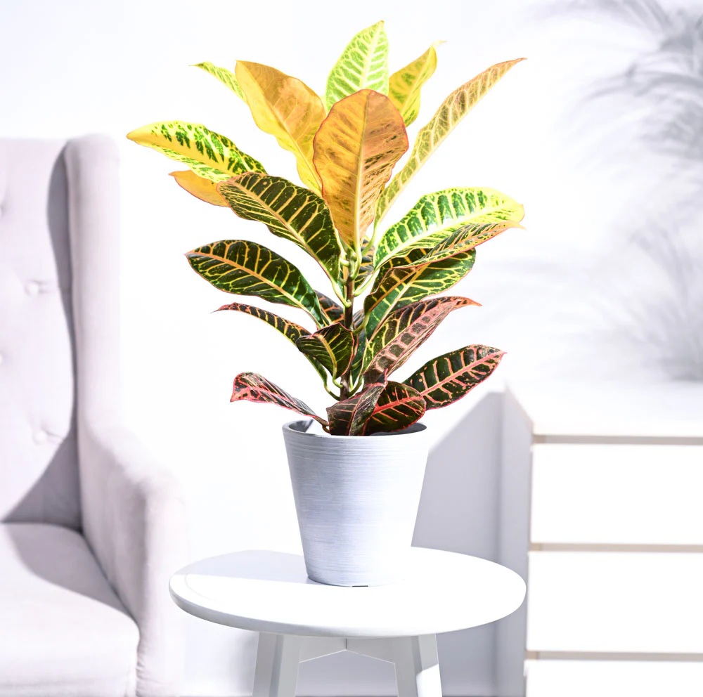 Croton Petra - Image 38
