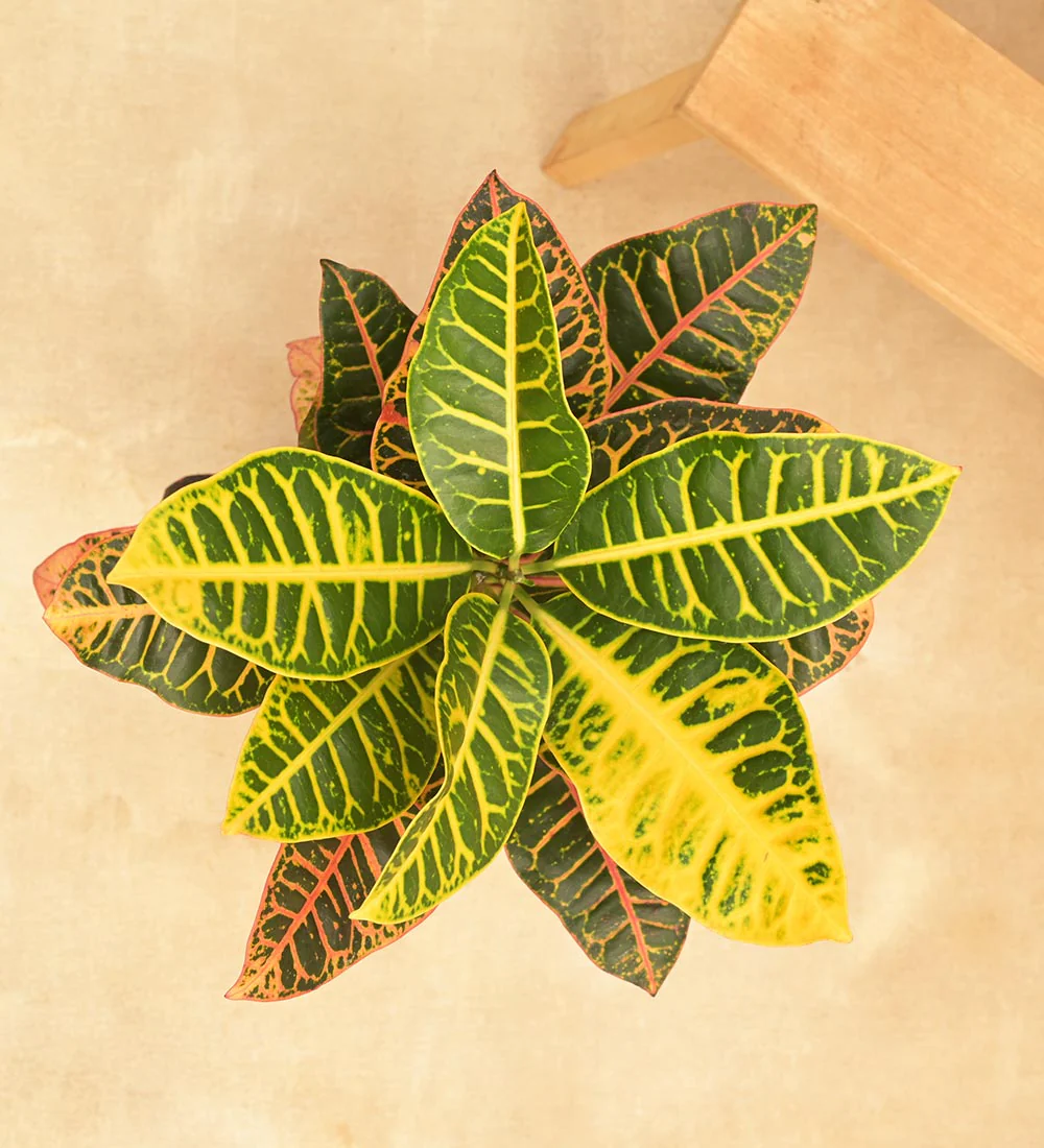 Croton Petra - Image 4