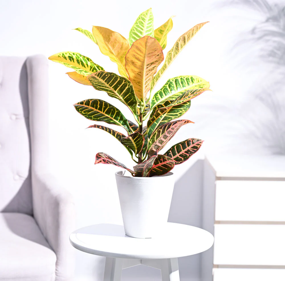 Croton Petra - Image 42