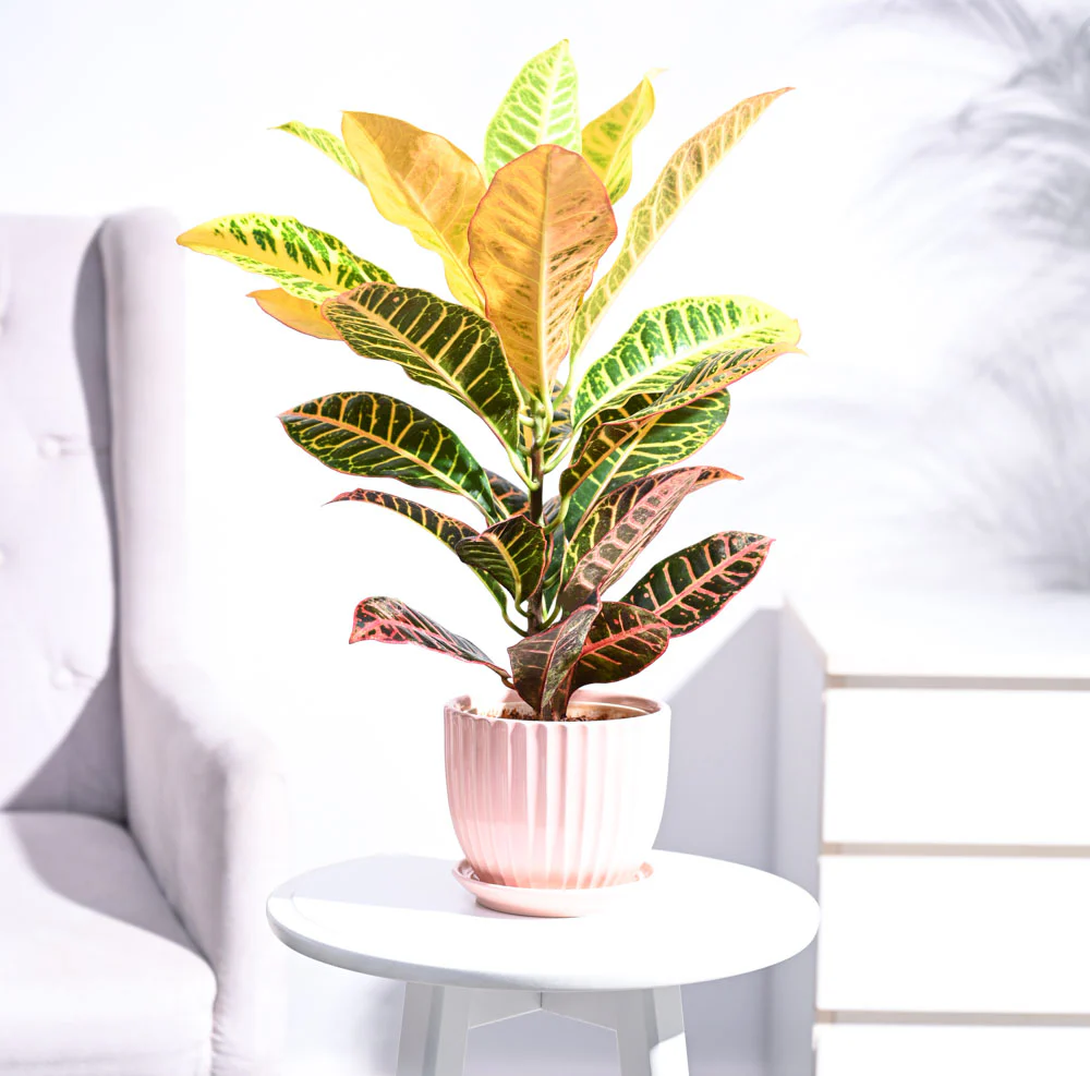 Croton Petra - Image 46