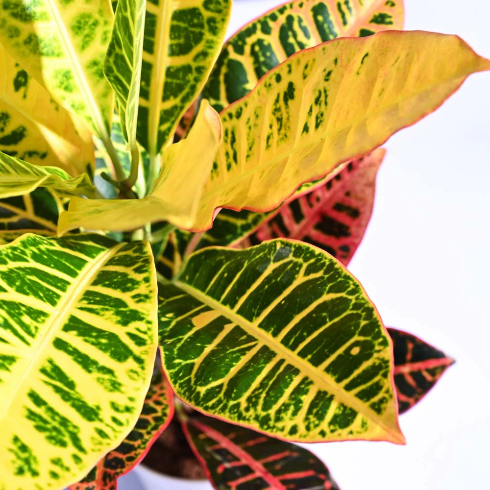 Croton Petra - Image 47