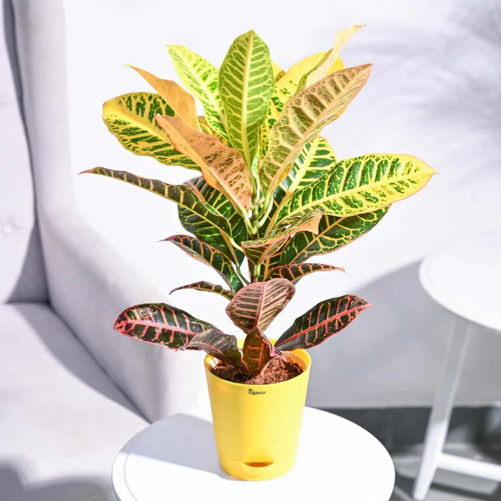 Croton Petra - Image 49