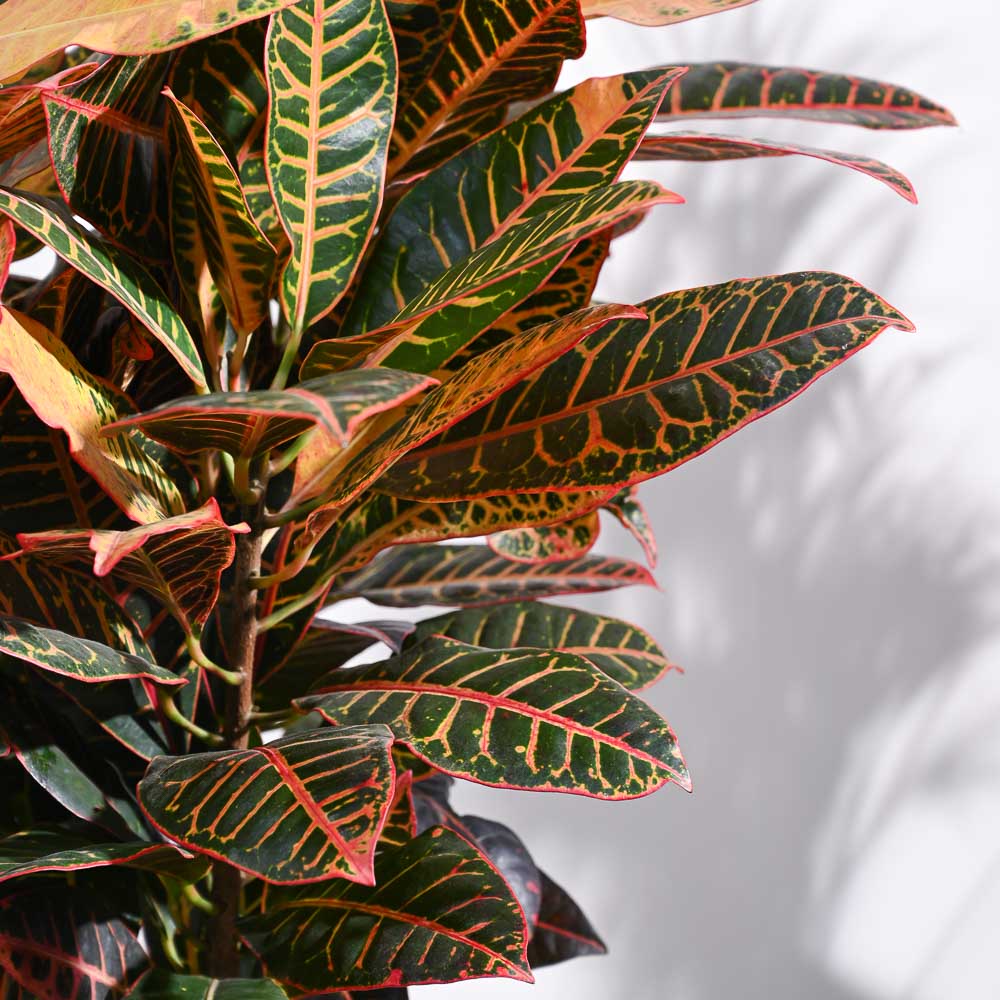 Croton Petra XL - Image 5