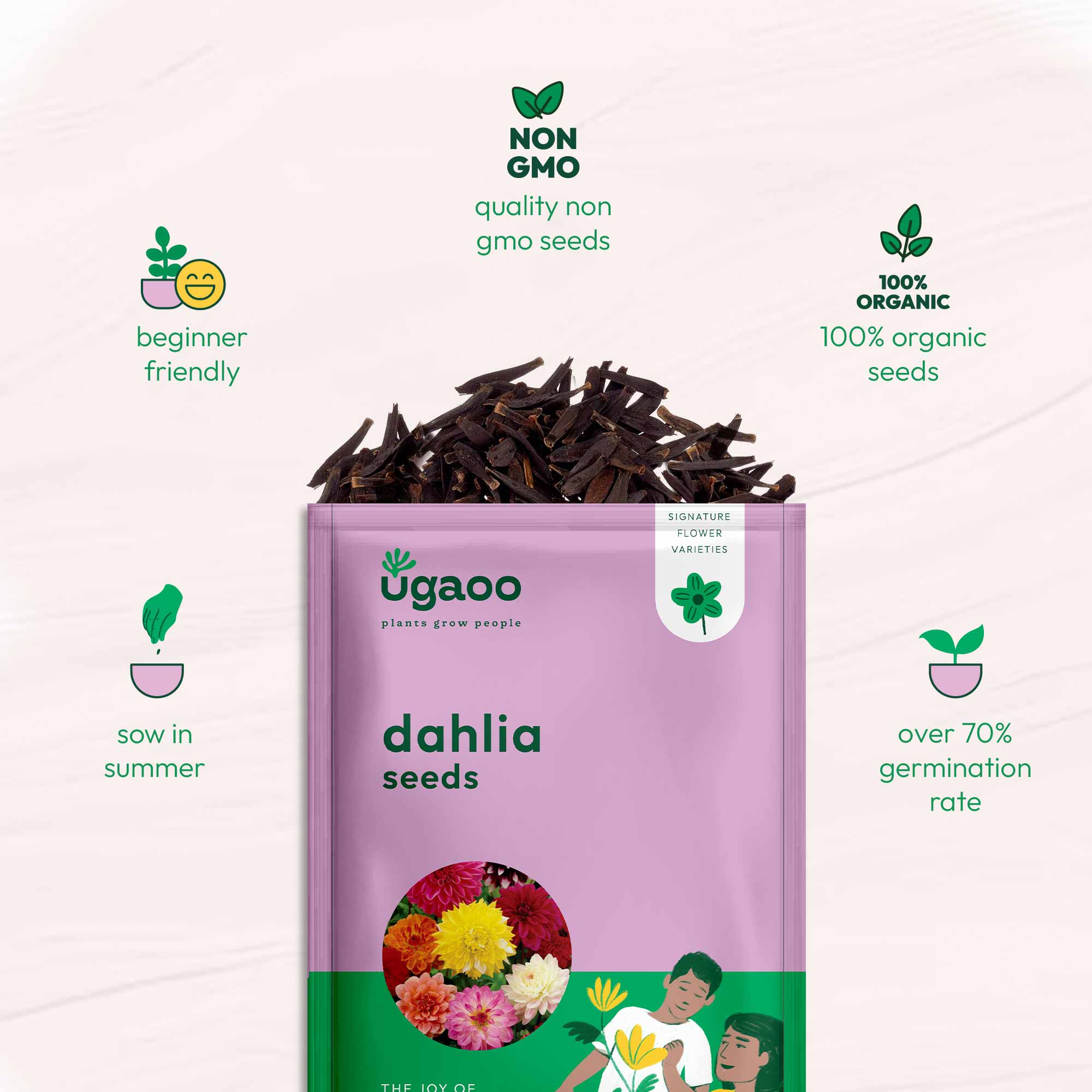 Dahlia Seeds - Image 14