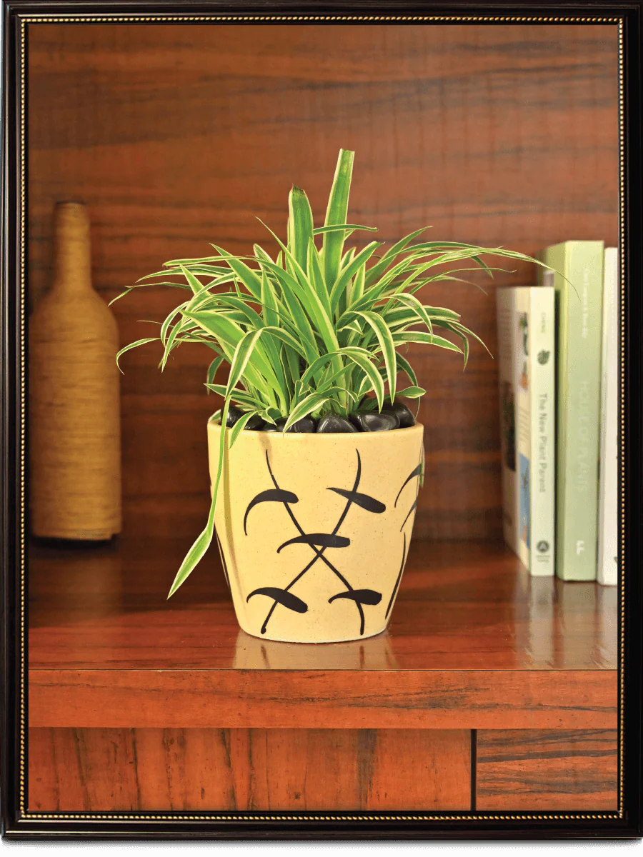 Damru Matte Finish Ceramic Pot (5.5 Inch Diameter) - Image 2