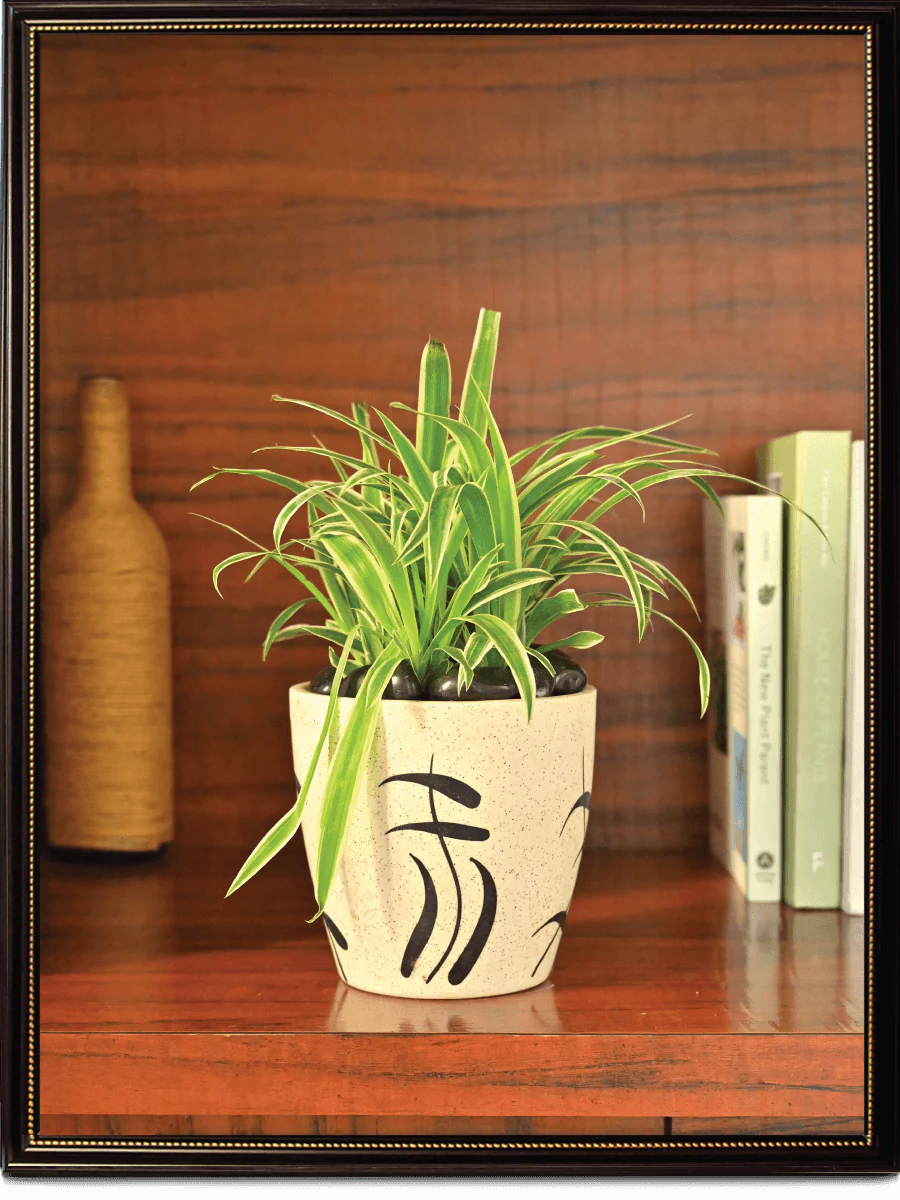 Damru Matte Finish Ceramic Pot (5.5 Inch Diameter) - Image 4
