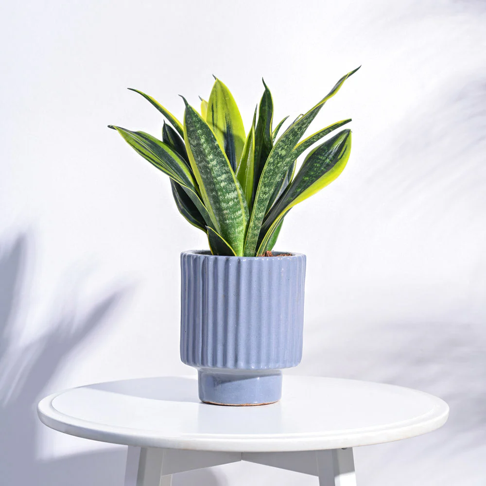 Dark Affinity Ceramic Pot - Image 11