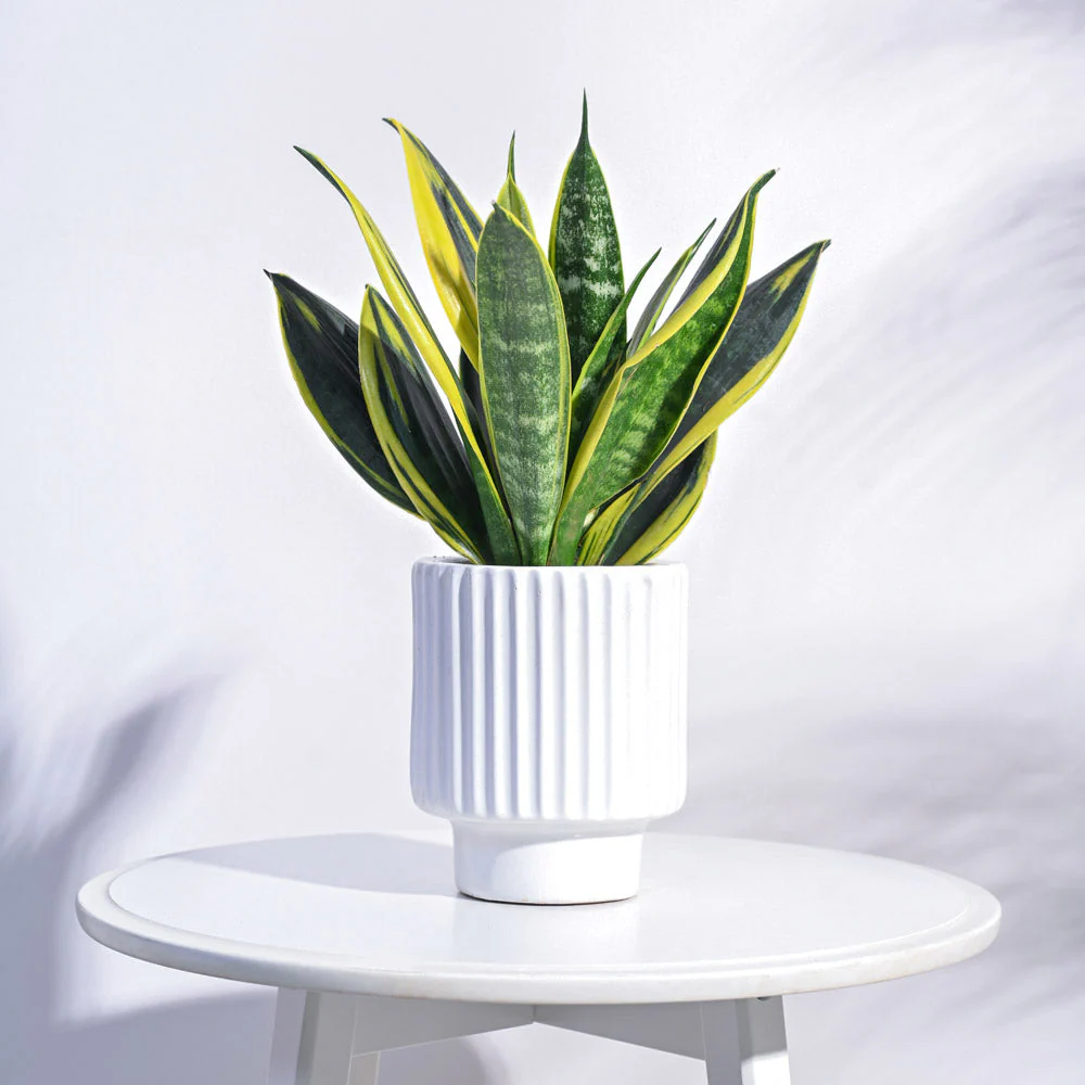 Dark Affinity Ceramic Pot - Image 16