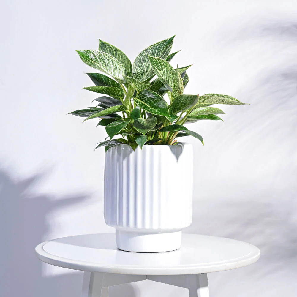 Dark Affinity Ceramic Pot - Image 6