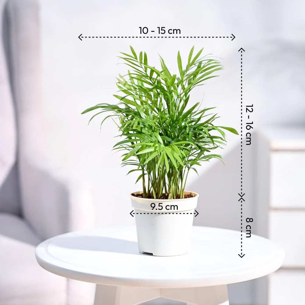 Ganpati Decor Plant Bundle - Image 5