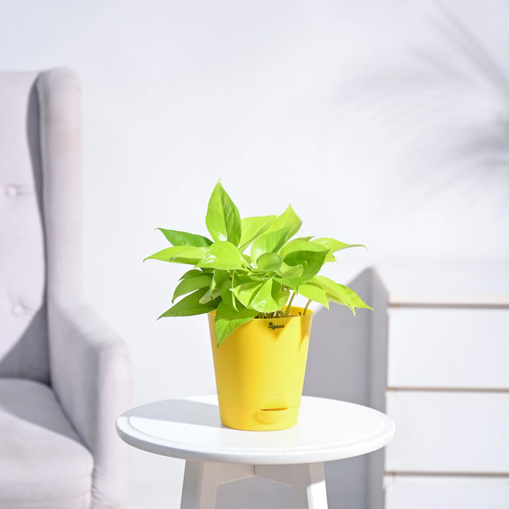 Ganpati Decor Plant Bundle - Image 7