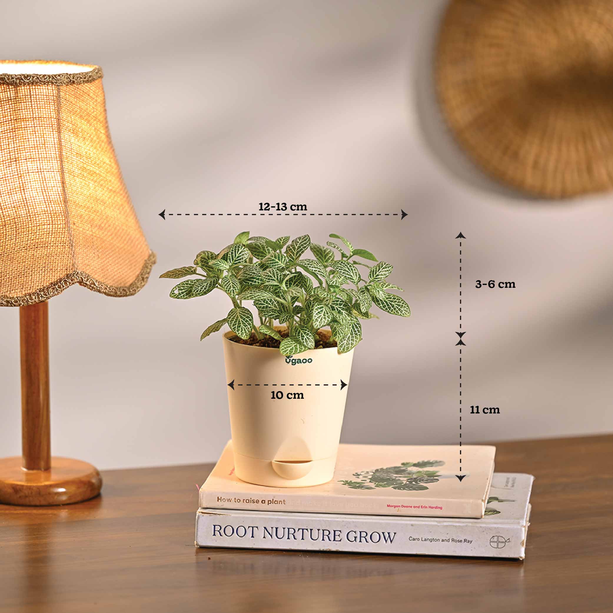 Combo of 4 Stylish Plant Set for Office Desk - Image 10