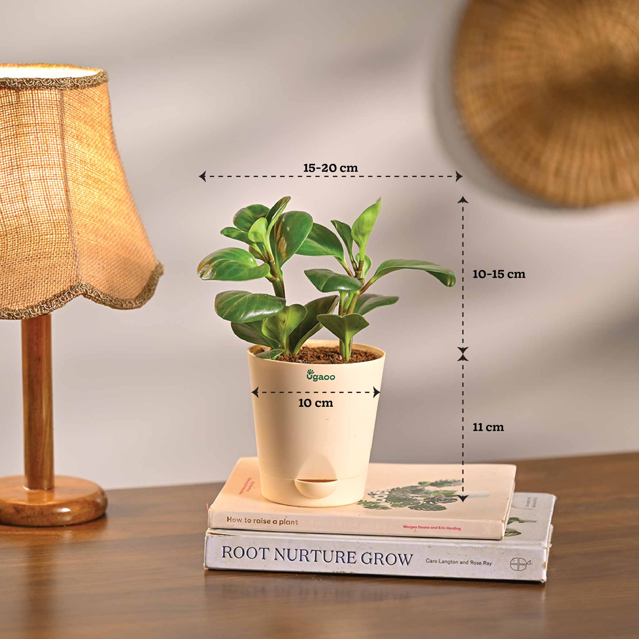 Combo of 4 Stylish Plant Set for Office Desk - Image 7