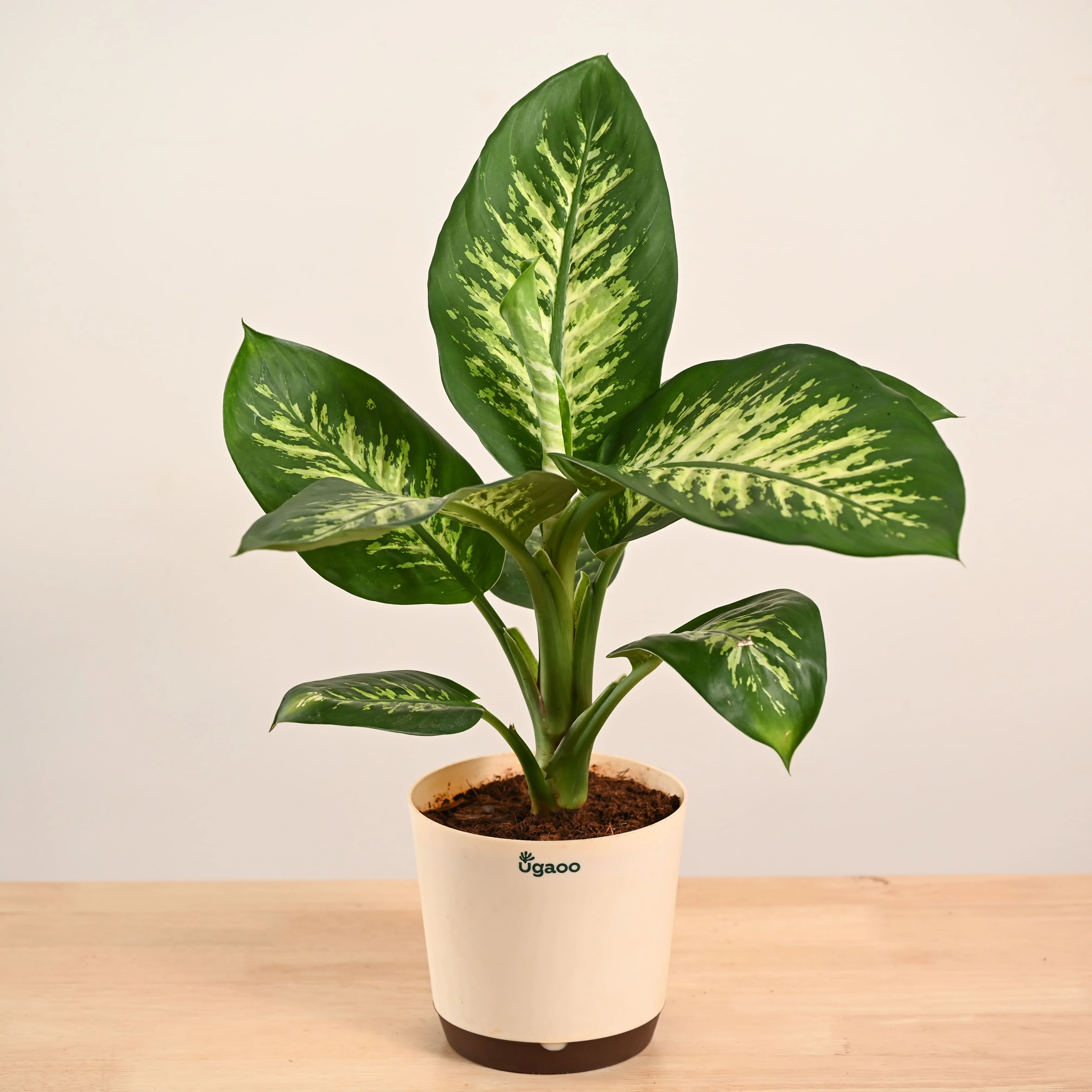 Dieffenbachia Tropic Snow Plant - Large - Image 3