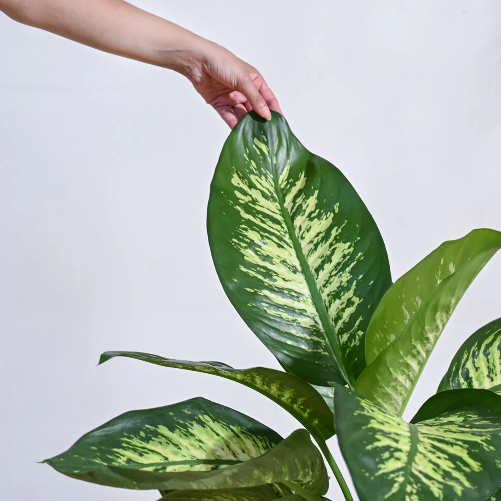 Dieffenbachia Tropic Snow Plant - XL - Image 5