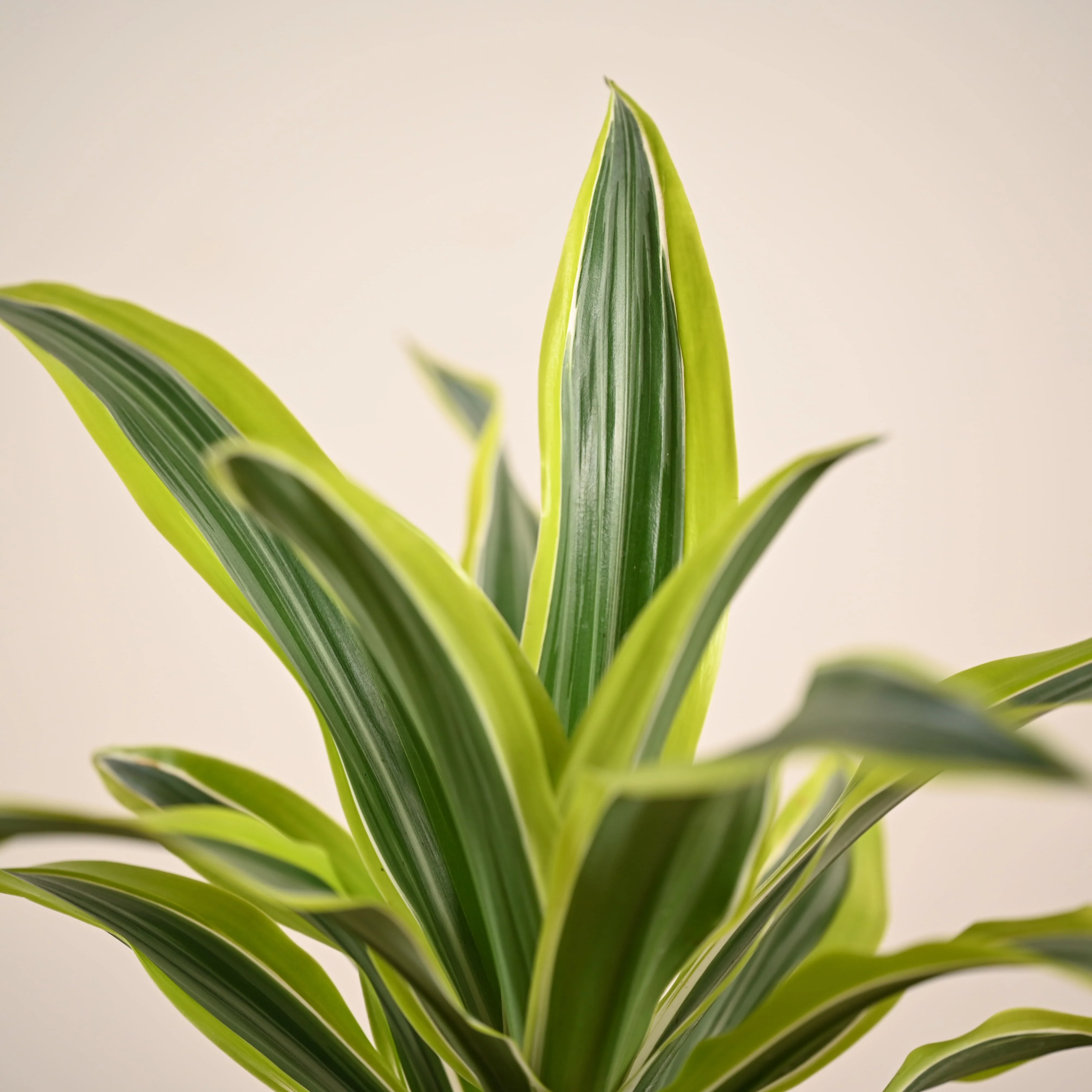 Dracena Lemon Lime Plant - Large - Image 2