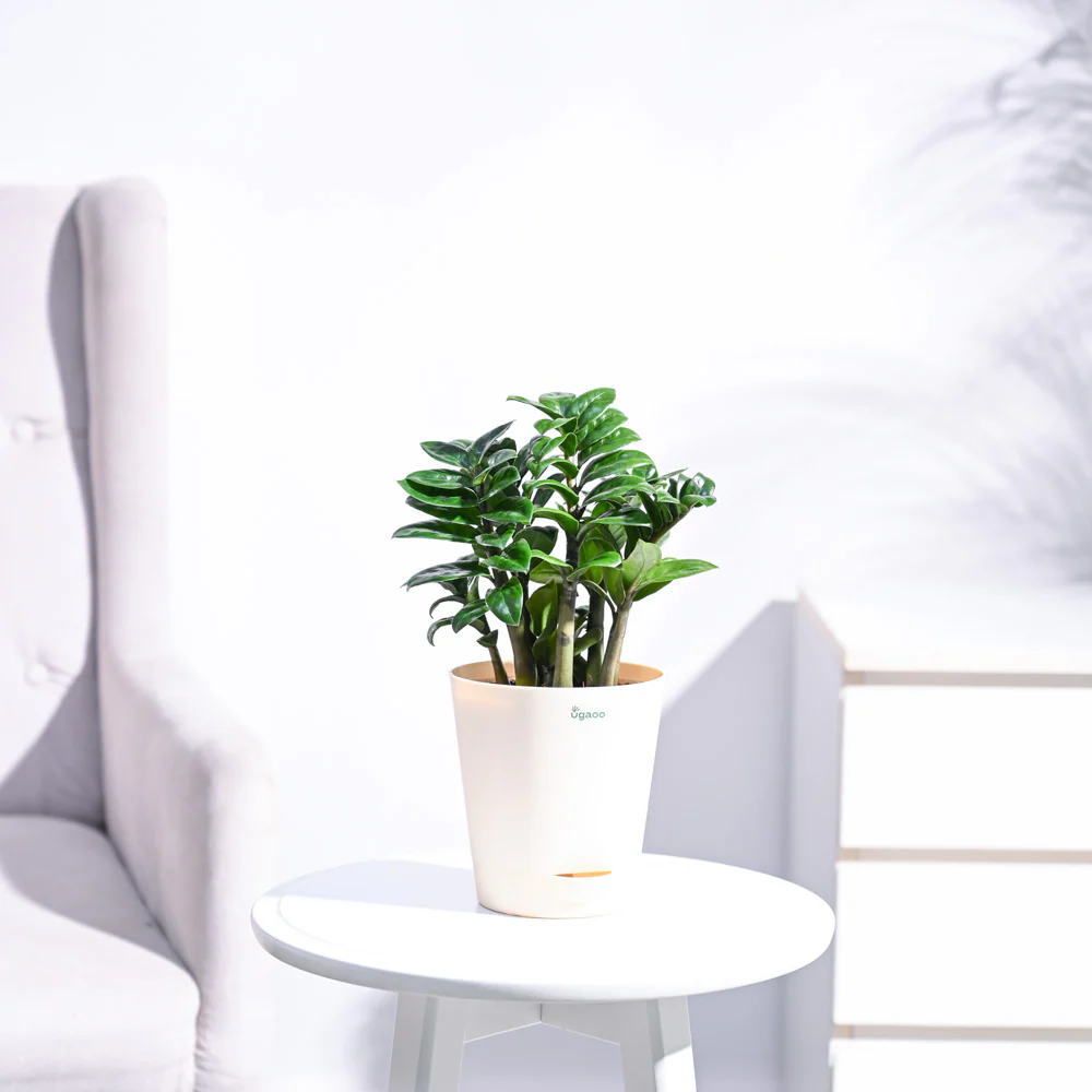 Dwarf ZZ Plant - Image 11