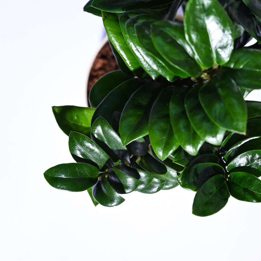 Dwarf ZZ Plant - Image 16