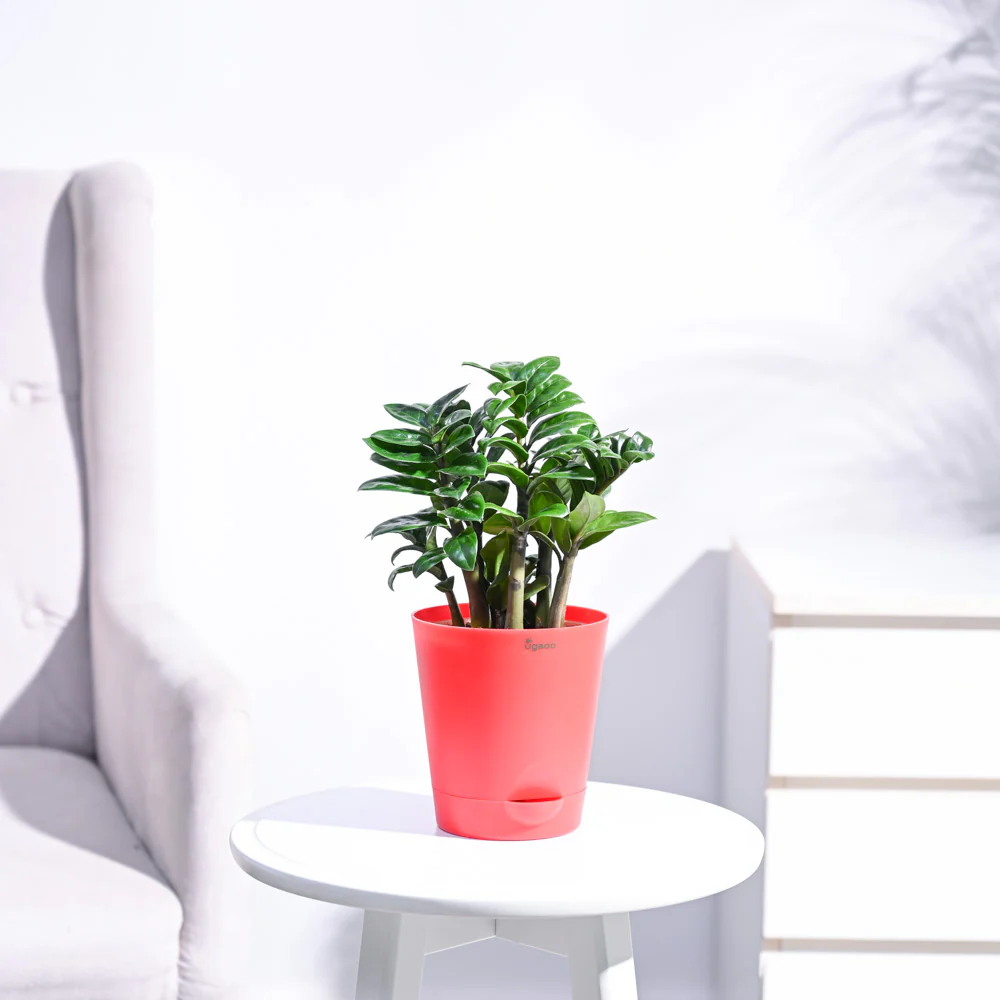 Dwarf ZZ Plant - Image 19