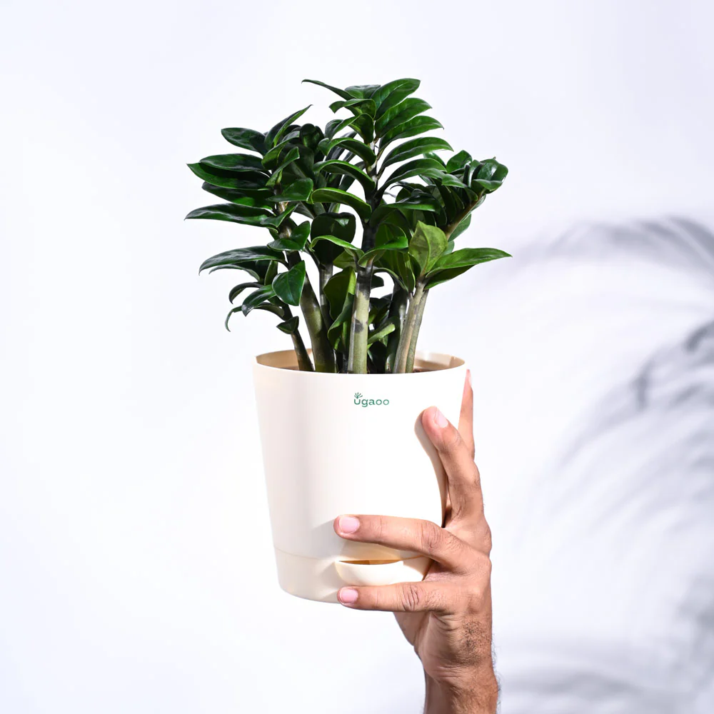 Dwarf ZZ Plant - Image 21