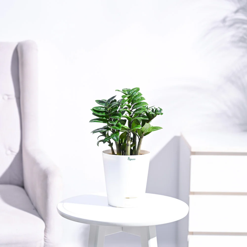Dwarf ZZ Plant - Image 23