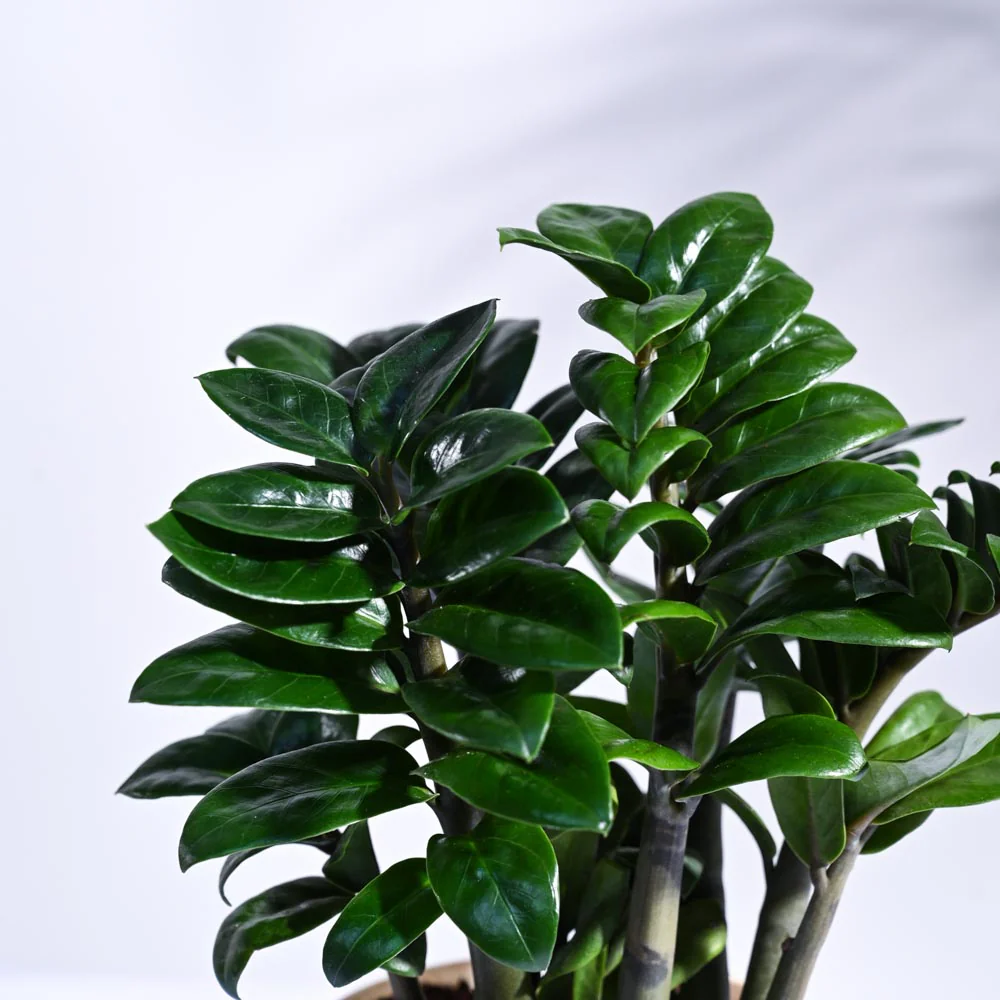 Dwarf ZZ Plant - Image 43