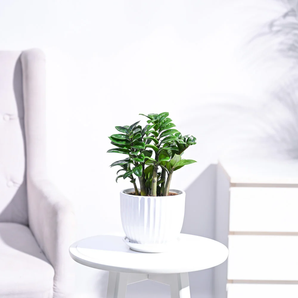 Dwarf ZZ Plant - Image 46
