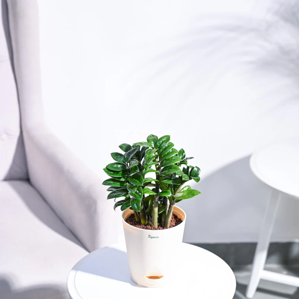 Dwarf ZZ Plant - Image 6