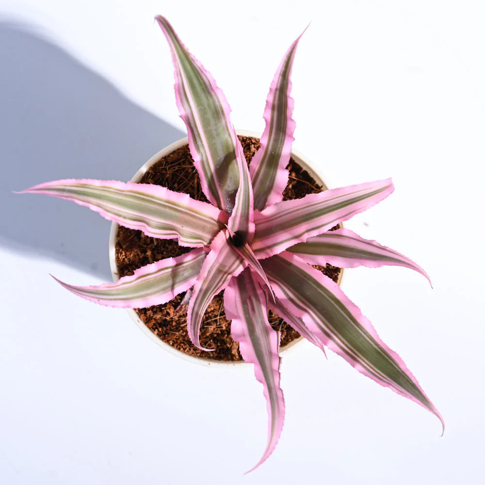 Earth Star Plant - Pink - Image 24