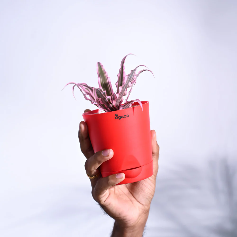 Earth Star Plant - Pink - Image 25