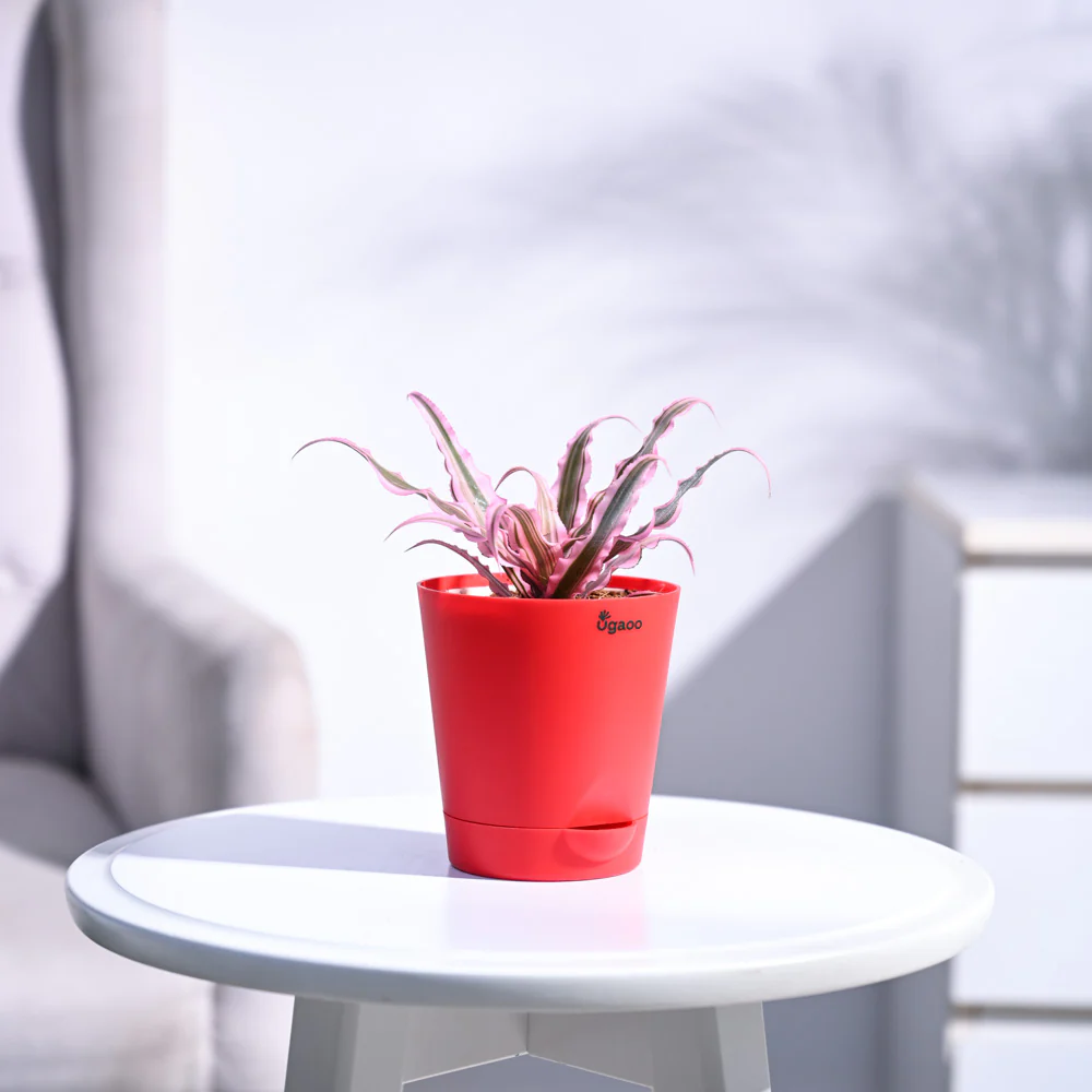 Earth Star Plant - Pink - Image 27