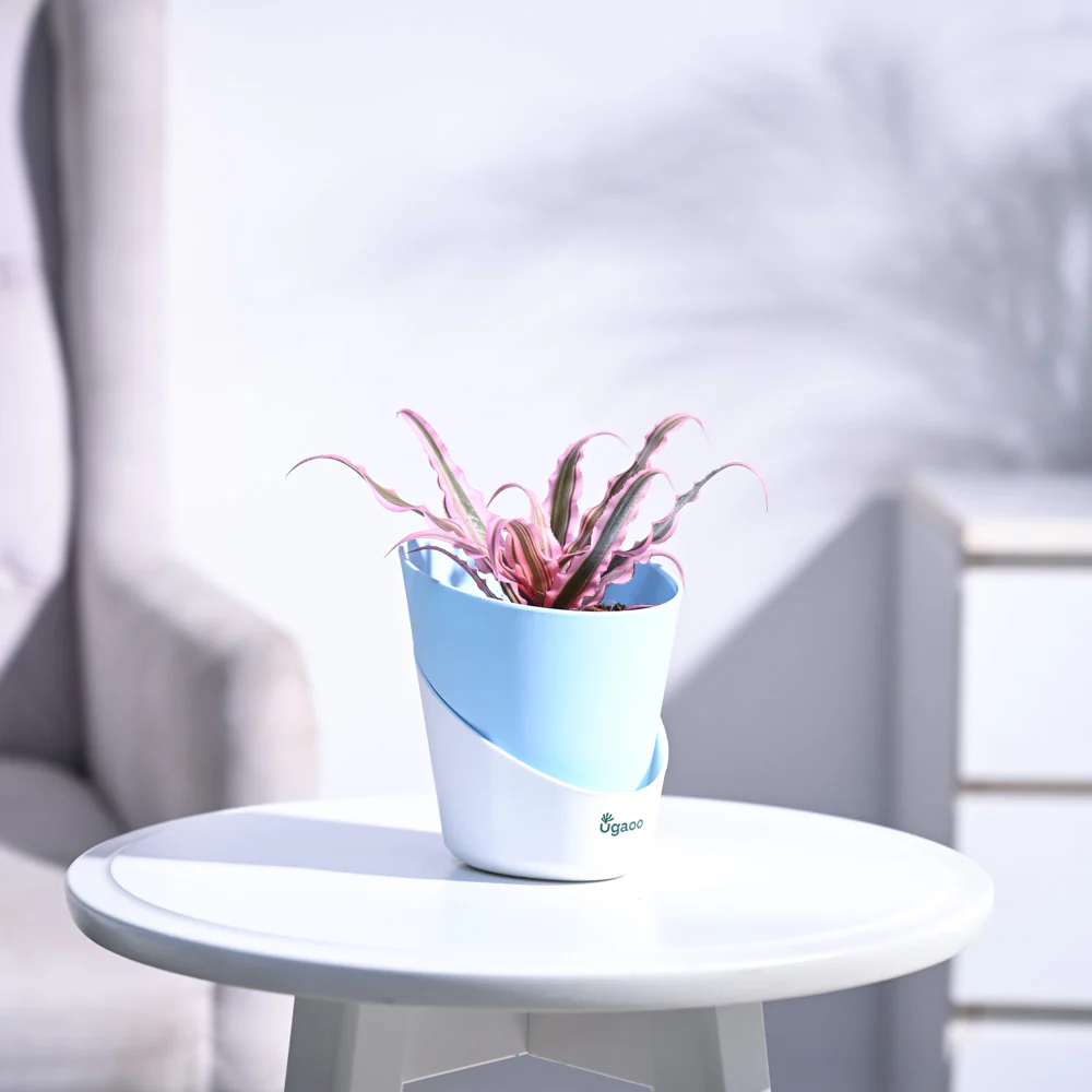 Earth Star Plant - Pink - Image 35