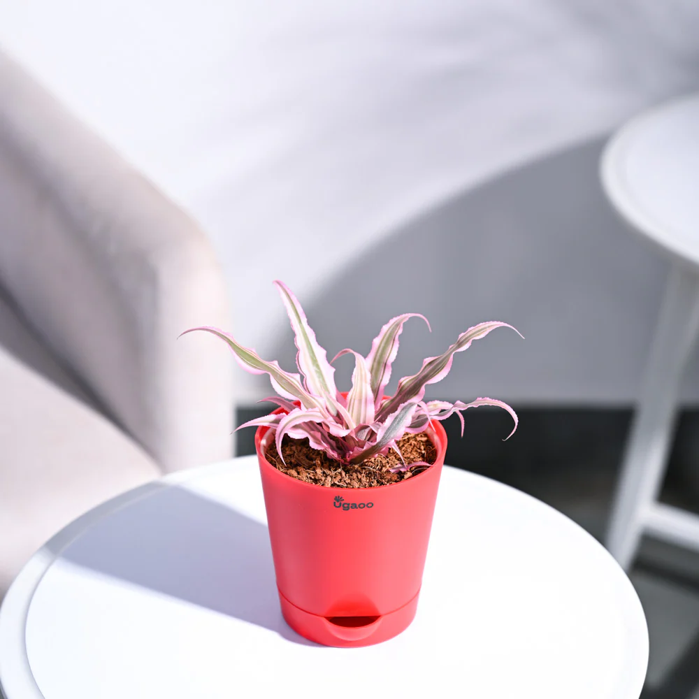 Earth Star Plant - Pink - Image 38