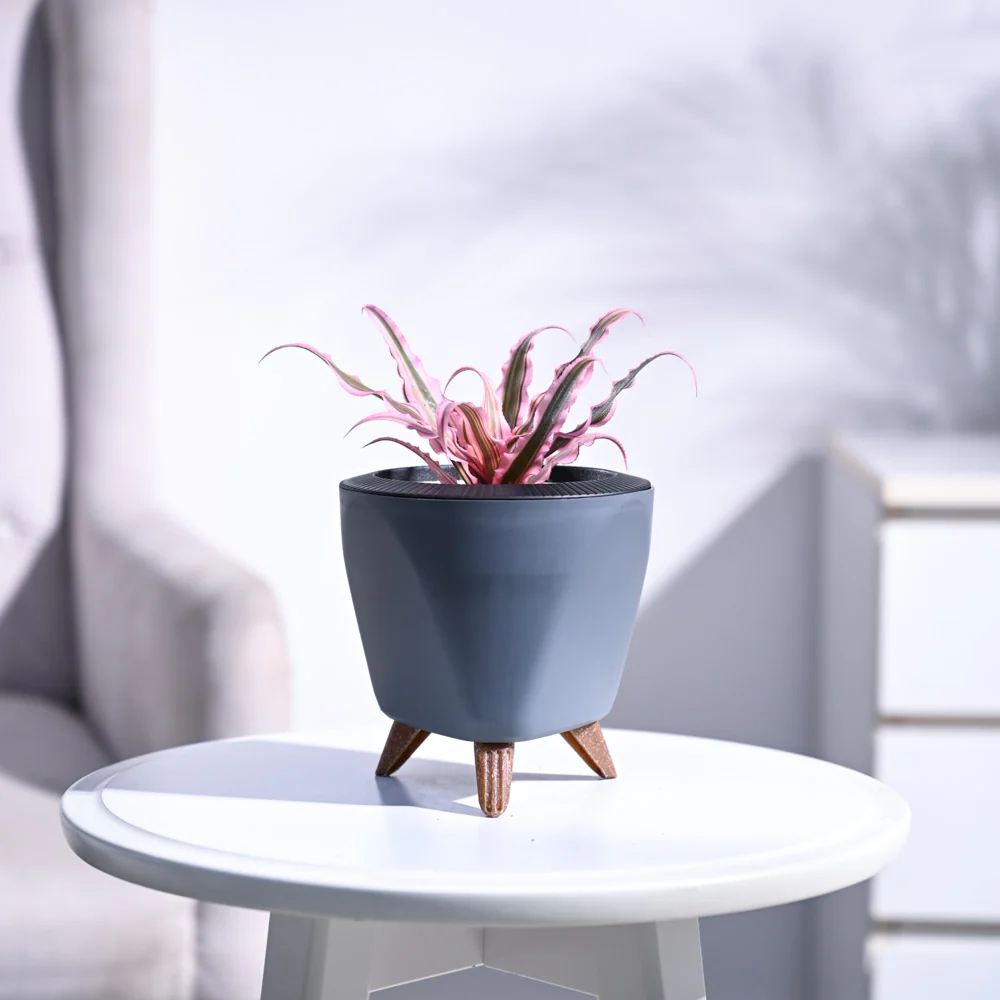 Earth Star Plant - Pink - Image 75