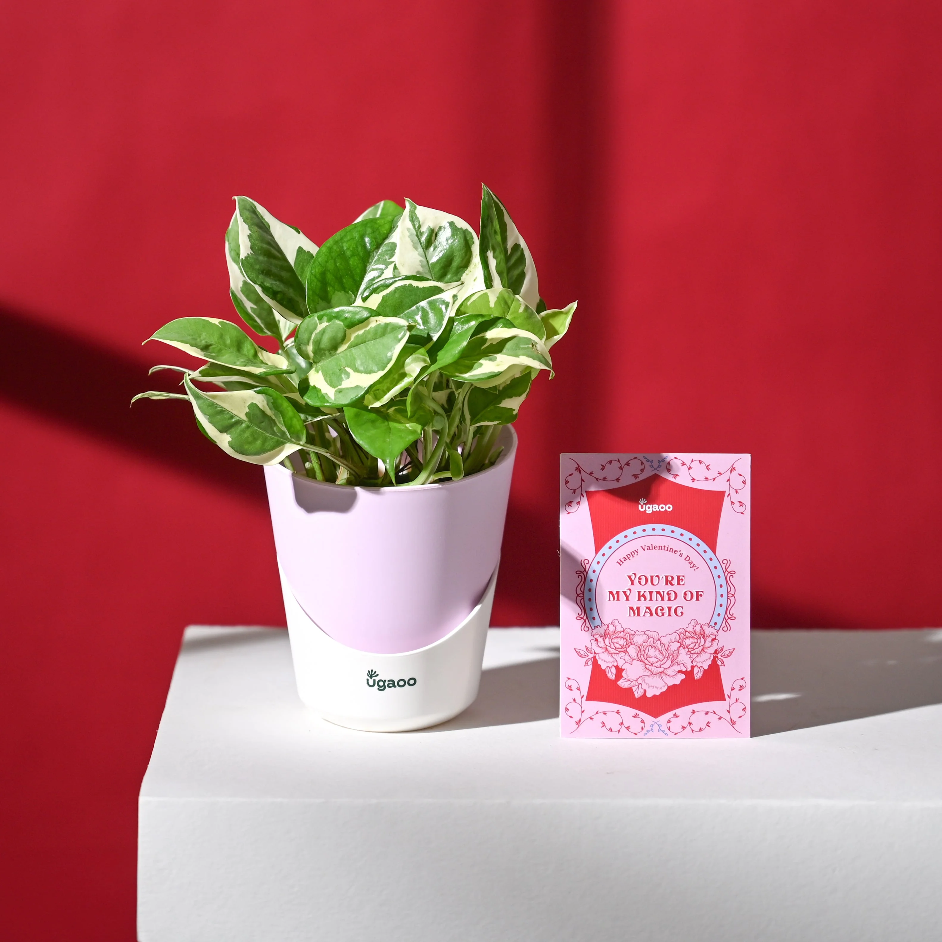 Eternal Love Hamper - Image 8