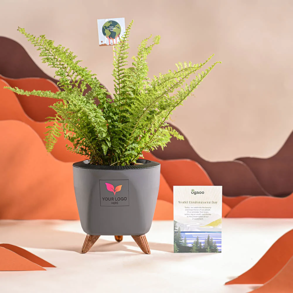 Fern Morpankhi For Environment Day Gifting - Image 37