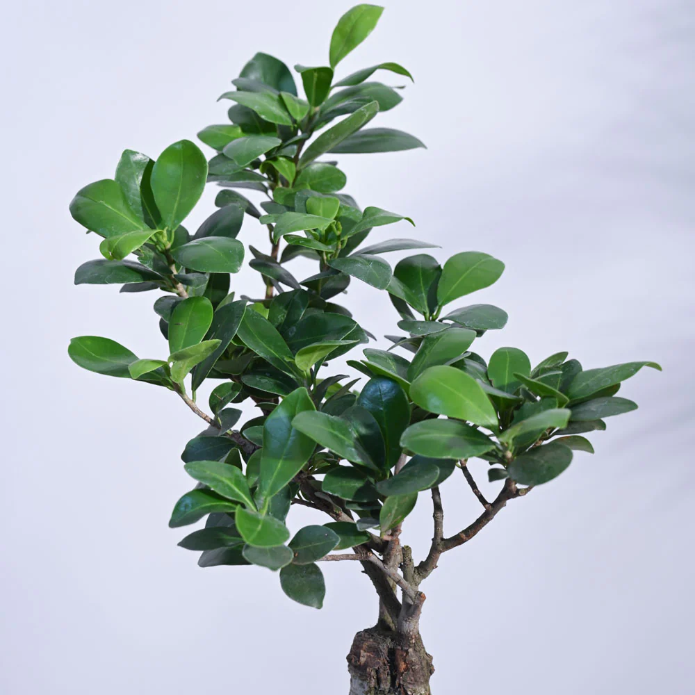 Ficus Bonsai Plant - Image 11