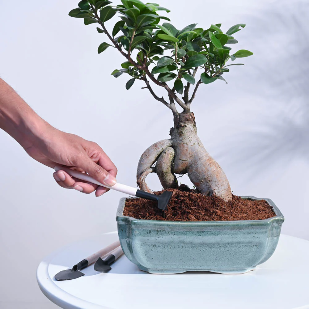 Ficus Bonsai Plant - Image 14