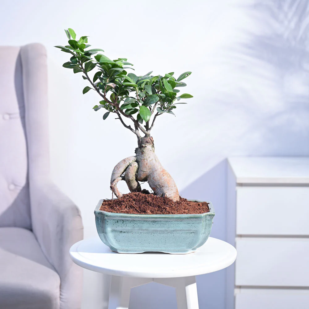 Ficus Bonsai Plant - Image 8