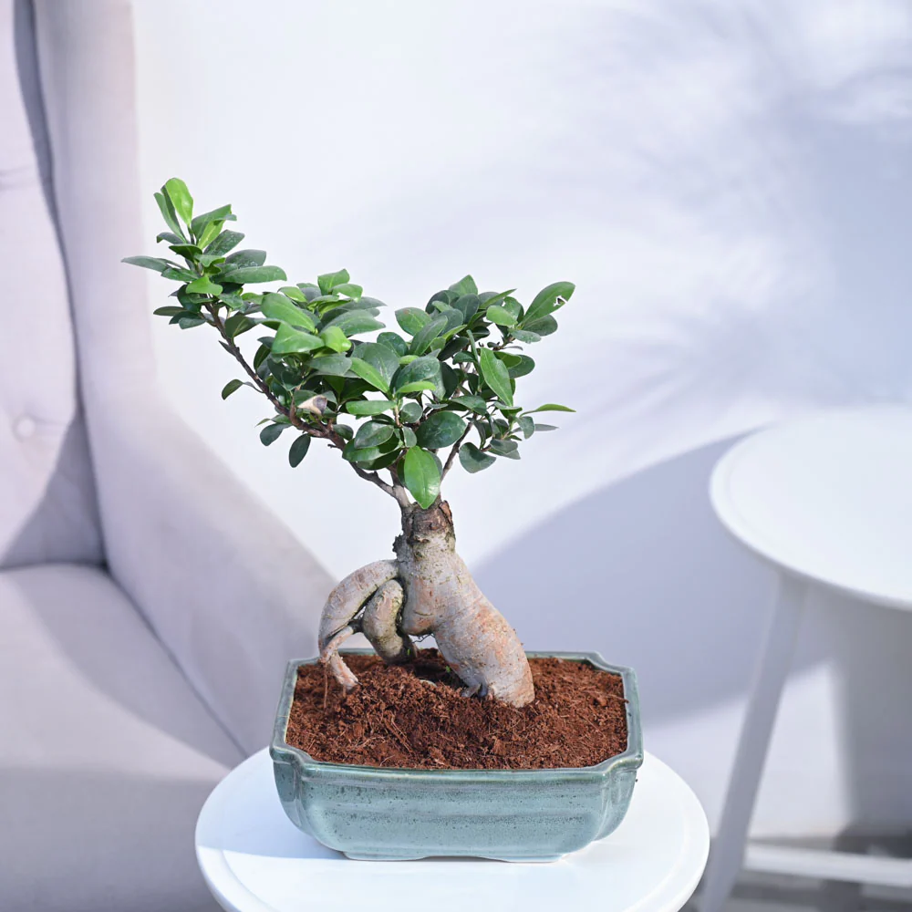 Ficus Bonsai Plant - Image 9