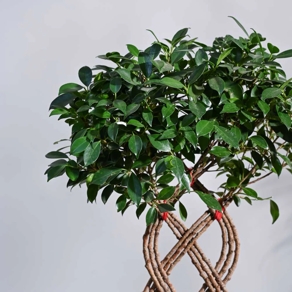 Ficus Netted Microcarpa - Image 2