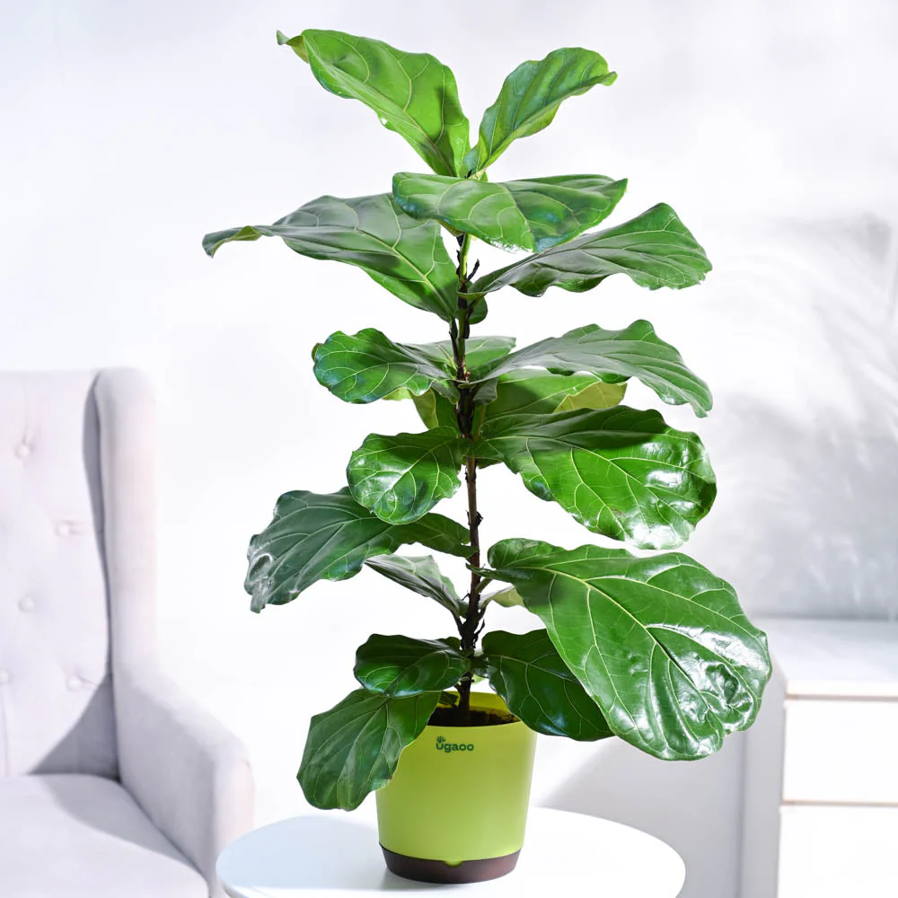 Fiddle Leaf Fig Plant - Image 14