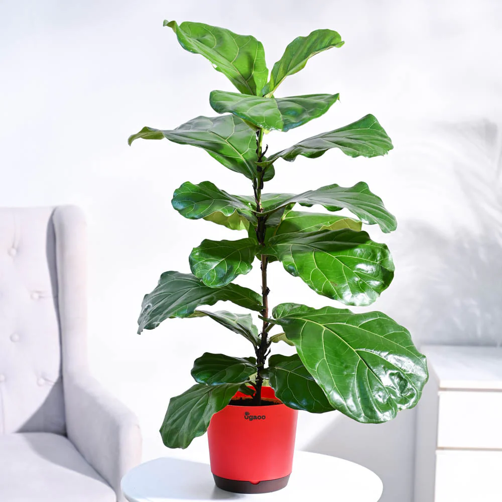 Fiddle Leaf Fig Plant - Image 18