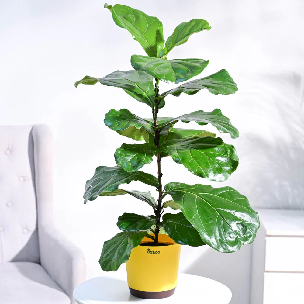 Fiddle Leaf Fig Plant - Image 22