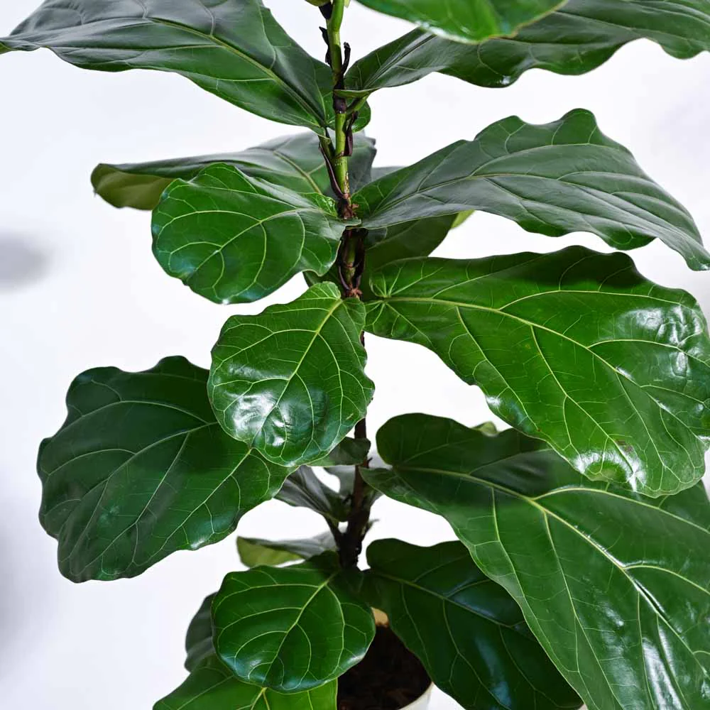 Fiddle Leaf Fig Plant - Image 24