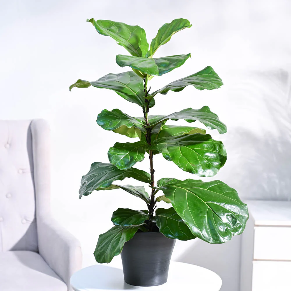 Fiddle Leaf Fig Plant - Image 27
