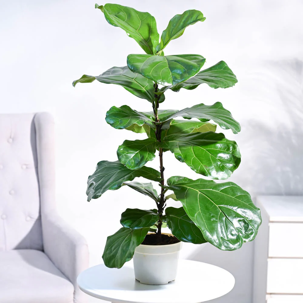 Fiddle Leaf Fig Plant - Image 3