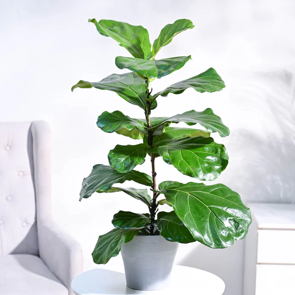 Fiddle Leaf Fig Plant - Image 30