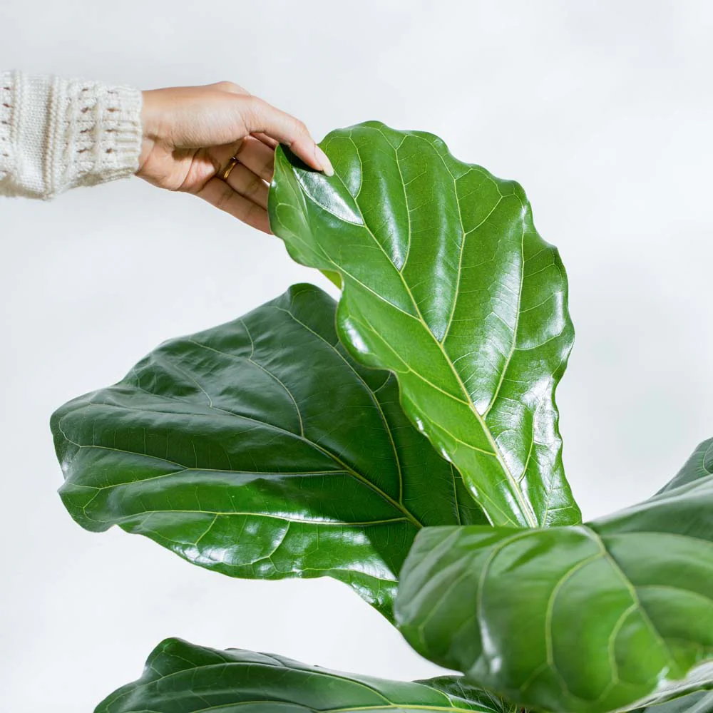 Fiddle Leaf Fig Plant - Image 33