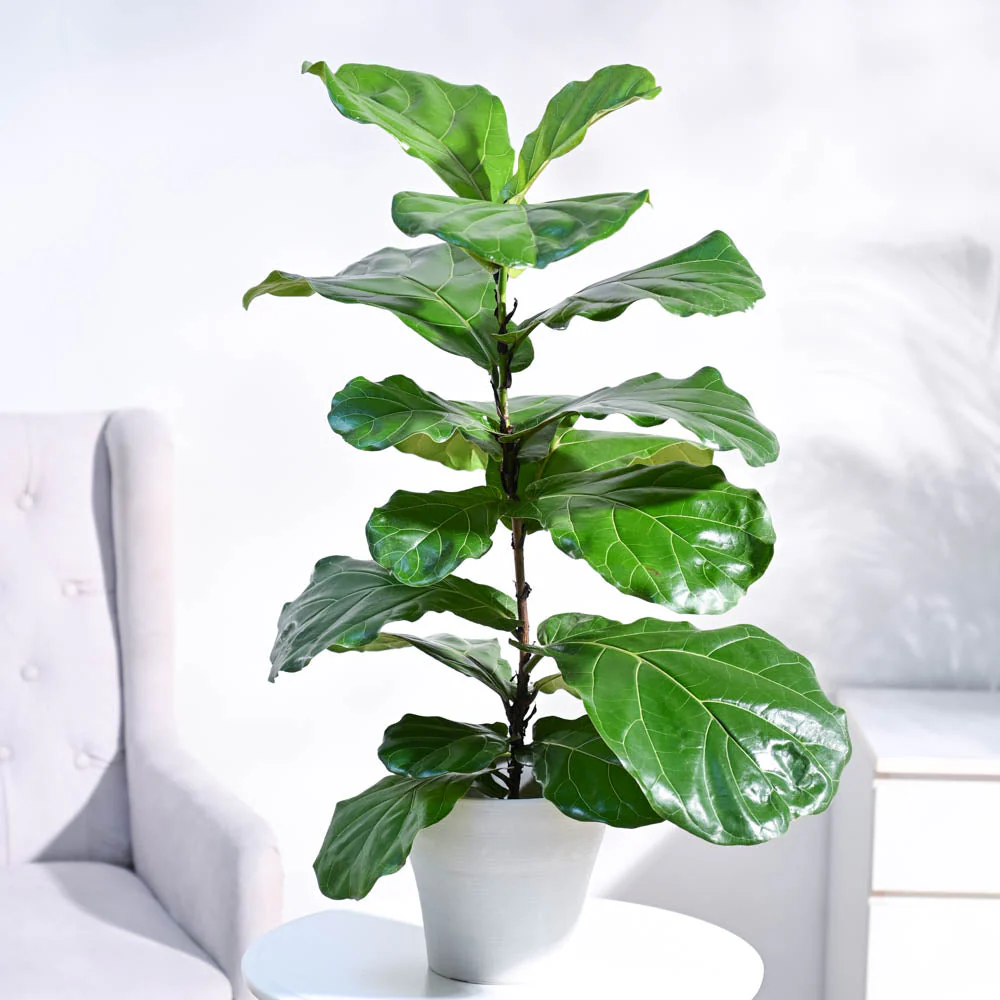 Fiddle Leaf Fig Plant - Image 34